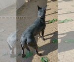 Small #3 Labrador Retriever