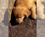 Small Photo #17 Golden Retriever Puppy For Sale in ORCHARD, NE, USA