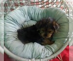 Small #3 Yorkshire Terrier