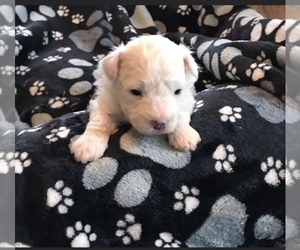 Poochon Puppy for sale in DIXON, MO, USA