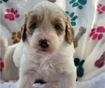 Puppy 3 Goldendoodle (Miniature)