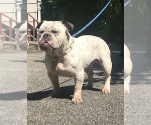 Father of the American Bully puppies born on 09/20/2019