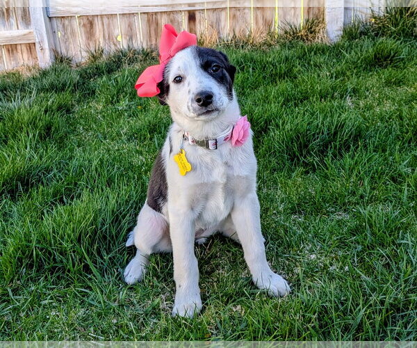 Medium Photo #7 Collie-Unknown Mix Puppy For Sale in Sandy, UT, USA