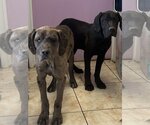 Small Photo #2 Great Dane Puppy For Sale in Goodyear, AZ, USA