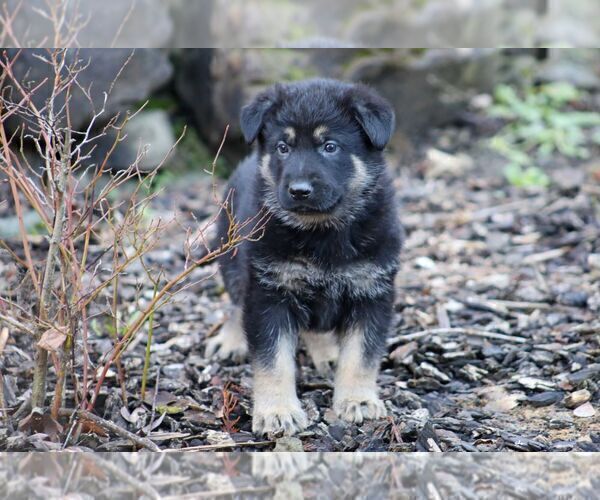 Medium Photo #8 German Shepherd Dog Puppy For Sale in CASTLE ROCK, WA, USA