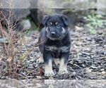 Small #7 German Shepherd Dog
