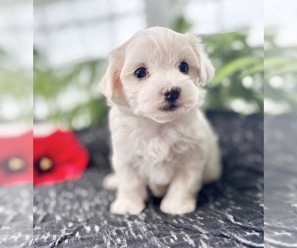 Medium Photo #12 Maltese Puppy For Sale in ROCK STREAM, NY, USA