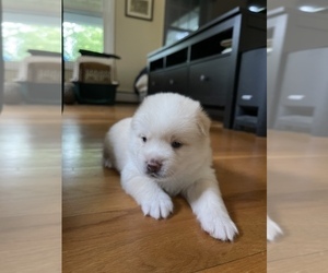 Pomsky Puppy for sale in EAST LYME, CT, USA