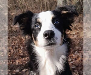 Australian Shepherd Dogs for adoption in Techny, IL, USA