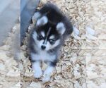 Small Photo #5 Alaskan Klee Kai Puppy For Sale in SEBRING, FL, USA