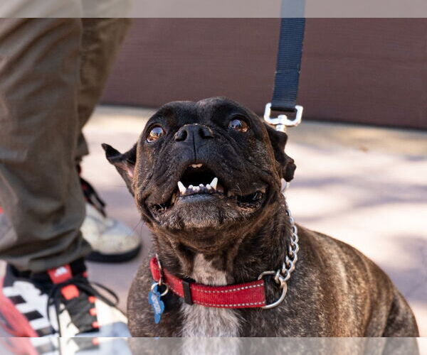 Medium Photo #8 Faux Frenchbo Bulldog Puppy For Sale in Lake Forest, CA, USA