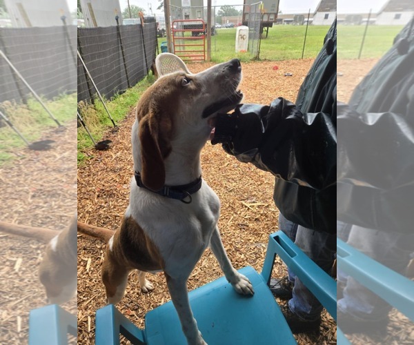 Medium Photo #3 Mutt Puppy For Sale in Rustburg, VA, USA