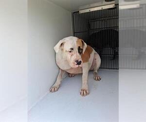 American Pit Bull Terrier-Unknown Mix Dogs for adoption in Houston, TX, USA