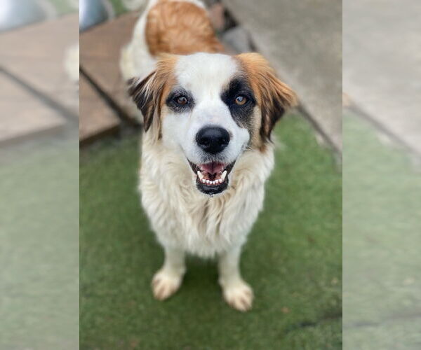 Medium Photo #2 Australian Shepherd-Unknown Mix Puppy For Sale in Newport Beach, CA, USA