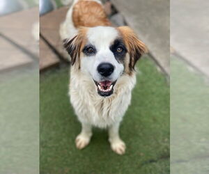 Kukura - Female Australian Shepherd-Unknown Mix Dog for Adoption - Photo #2