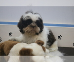 Small #5 Shih Tzu