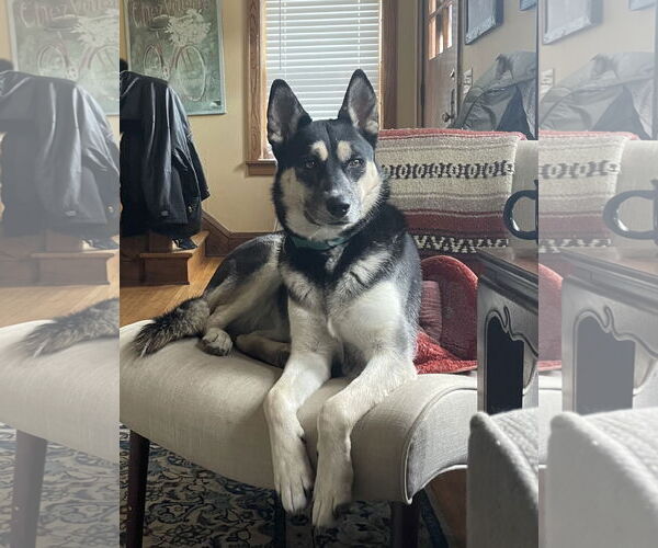 Medium Photo #28 Siberian Husky-Unknown Mix Puppy For Sale in Minneapolis, MN, USA