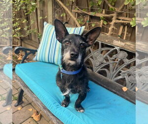 Mutt Dogs for adoption in Santa Clara, CA, USA