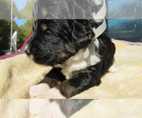 Medium Photo #2 Bernedoodle Puppy For Sale in BIG ROCK, IL, USA