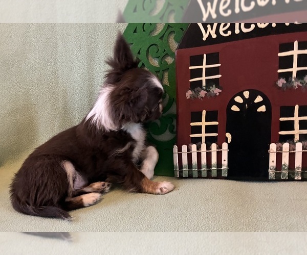 Medium Photo #8 Chihuahua Puppy For Sale in NEWVILLE, PA, USA