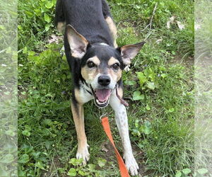 Jack-A-Bee Dogs for adoption in Batavia, OH, USA
