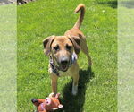Small #2 Mutt