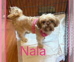 Small Photo #2 Shih Tzu Puppy For Sale in Wheaton, IL, USA