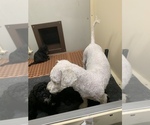 Small Photo #1 Poodle (Miniature) Puppy For Sale in TIPPECANOE, IN, USA
