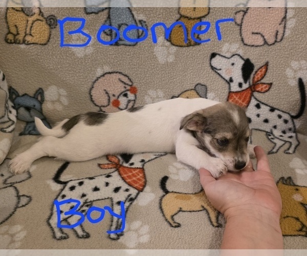 Medium Photo #6 Chizer Puppy For Sale in MONTEZUMA, GA, USA