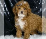 Small #3 Poodle (Toy)
