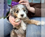 Small #5 Bernedoodle (Miniature)