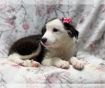 Small #10 Australian Shepherd