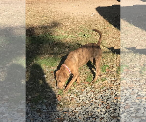 Medium Photo #4 Plott Hound-Unknown Mix Puppy For Sale in Albemarle, NC, USA