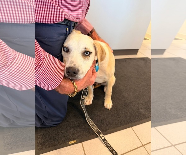 Medium Photo #2 Labrador Retriever-Unknown Mix Puppy For Sale in New London, WI, USA