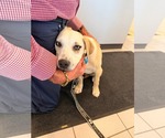 Small #1 Labrador Retriever Mix