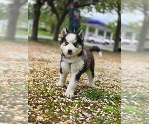 Siberian Husky Puppy for sale in HARTFORD, CT, USA