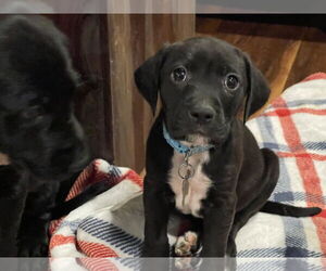 Moby - Male Labrador Retriever-Unknown Mix Dog for Adoption - Photo #17