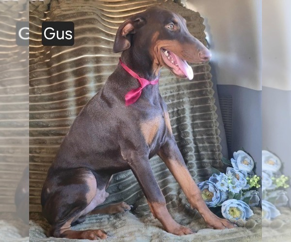 Medium Photo #3 Doberman Pinscher Puppy For Sale in POMEROY, OH, USA