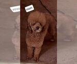 Small Photo #1 Goldendoodle (Miniature) Puppy For Sale in DETROIT, MI, USA