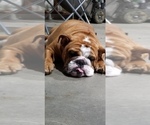 Small Photo #1 English Bulldog Puppy For Sale in COTTLEVILLE, MO, USA