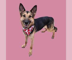 German Shepherd Dog Dogs for adoption in Bakersfield, CA, USA
