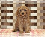 Small Photo #4 Cavapoo (Miniature) Puppy For Sale in DENVER, PA, USA