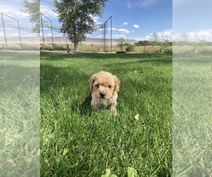 Goldendoodle (Miniature) Puppy for sale in OLATHE, CO, USA