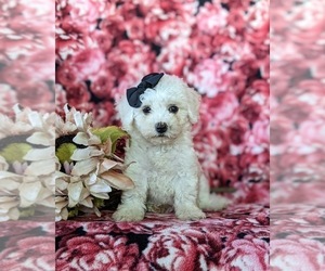 Bichon Frise Puppy for sale in NOTTINGHAM, PA, USA