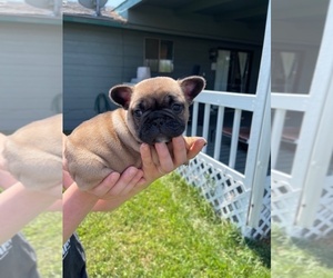 French Bulldog Puppy for sale in MERIDIAN, ID, USA