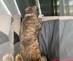 Small Photo #1 American Pit Bull Terrier-Catahoula Leopard Dog Mix Puppy For Sale in PLAINFIELD, IL, USA