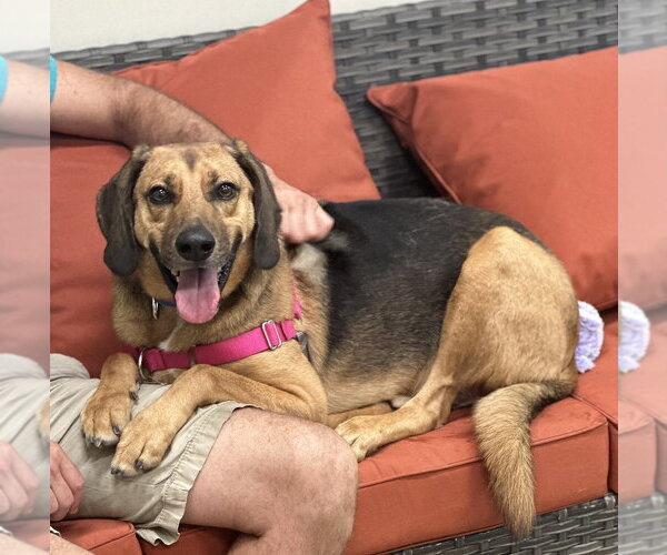 Medium Photo #8 Mutt Puppy For Sale in Elmsford, NY, USA
