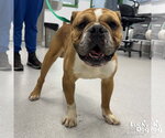 Small #1 Bulldog Mix
