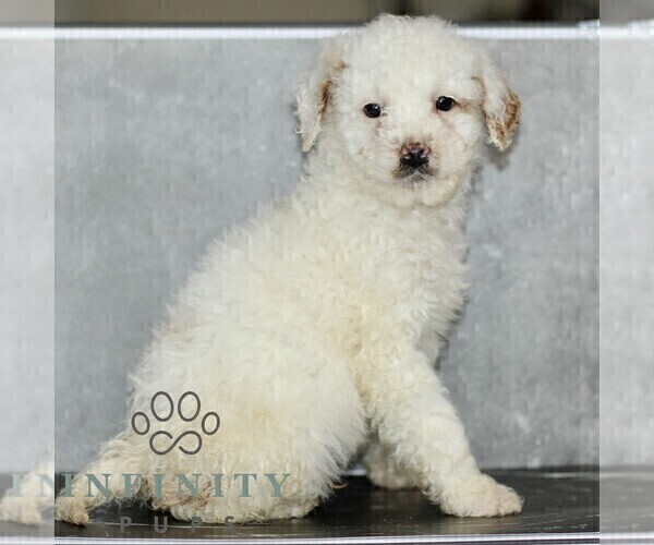 Medium Photo #3 Poodle (Miniature) Puppy For Sale in LEOLA, PA, USA