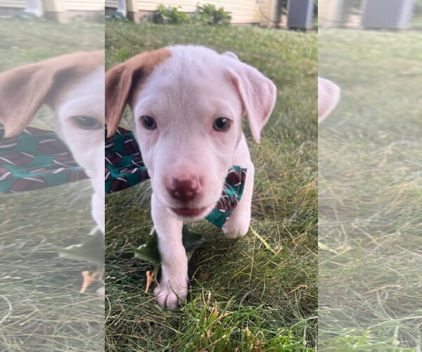 Medium Photo #36 Bullboxer Pit Puppy For Sale in Germantown, OH, USA